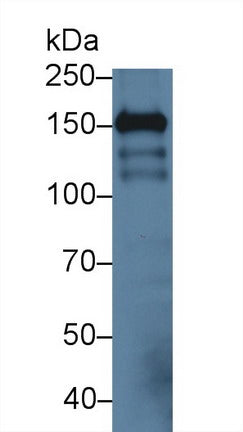 Polyclonal Antibody to Intercellular Adhesion Molecule 5 (ICAM5)