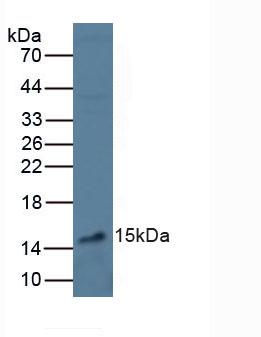 Polyclonal Antibody to Vascular Endothelial Growth Factor A (VEGFA)