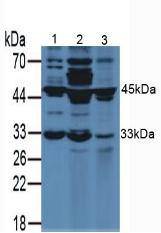 Polyclonal Antibody to Vascular Endothelial Growth Factor A (VEGFA)