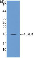 Polyclonal Antibody to Vascular Endothelial Growth Factor A (VEGFA)