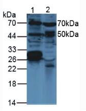 Polyclonal Antibody to Vascular Endothelial Growth Factor C (VEGFC)