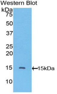 Polyclonal Antibody to Vascular Endothelial Growth Factor C (VEGFC)