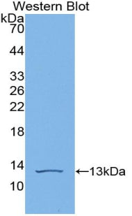 Polyclonal Antibody to Vascular Endothelial Growth Factor D (VEGFD)