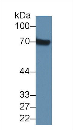 Polyclonal Antibody to Alpha 2-Antiplasmin (a2PI)