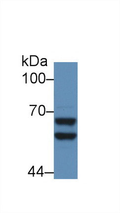 Polyclonal Antibody to Alpha 2-Antiplasmin (a2PI)