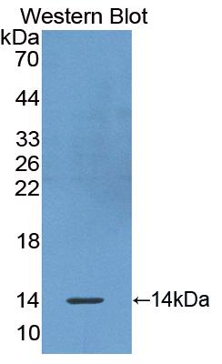 Polyclonal Antibody to Olfactomedin 4 (OLFM4)