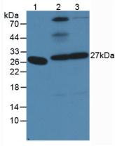 Polyclonal Antibody to Pepsinogen A (PGA)