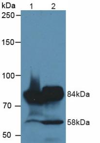 Polyclonal Antibody to Meprin A Alpha (MEP1a)