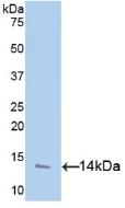 Polyclonal Antibody to Platelet Factor 4 (PF4)