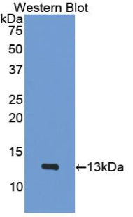 Polyclonal Antibody to Platelet Factor 4 (PF4)