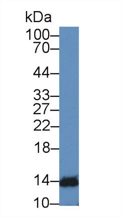 Polyclonal Antibody to Interferon Alpha 4 (IFNa4)