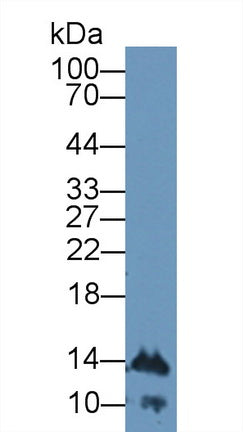 Polyclonal Antibody to Interferon Alpha 4 (IFNa4)