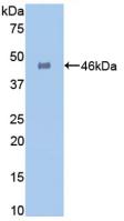 Polyclonal Antibody to Galactosidase Alpha (GLa)