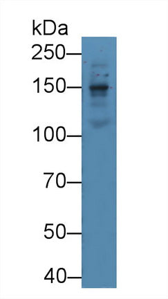 Polyclonal Antibody to Laminin Beta 1 (LAMb1)