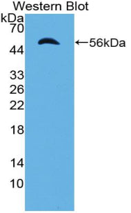Polyclonal Antibody to Importin 8 (IPO8)