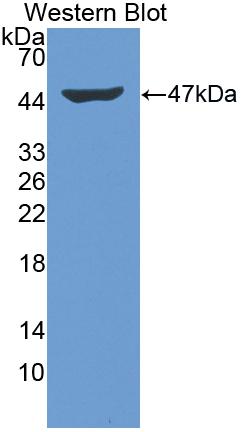 Polyclonal Antibody to Interferon Beta (IFNb)