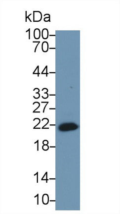 Polyclonal Antibody to Cyclophilin B (CYPB)