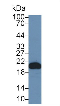 Polyclonal Antibody to Cyclophilin B (CYPB)