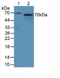 Polyclonal Antibody to Anti-Mullerian Hormone (AMH)