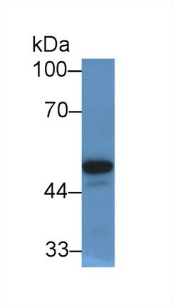 Polyclonal Antibody to Paraoxonase 1 (PON1)