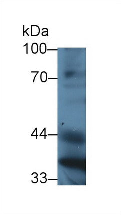 Polyclonal Antibody to Paraoxonase 1 (PON1)