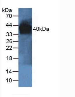 Polyclonal Antibody to Paraoxonase 1 (PON1)