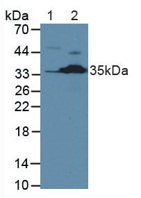 Polyclonal Antibody to Caspase 2 (CASP2)