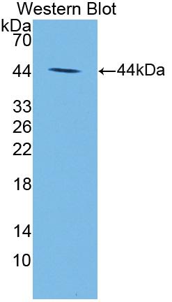 Polyclonal Antibody to Nischarin (NISCH)