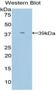 Polyclonal Antibody to Apolipoprotein C1 (APOC1)