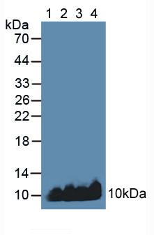 Polyclonal Antibody to Apolipoprotein C1 (APOC1)