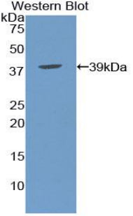 Polyclonal Antibody to Apolipoprotein C1 (APOC1)