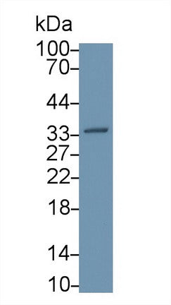 Polyclonal Antibody to Annexin V (ANXA5)