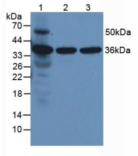 Polyclonal Antibody to Annexin V (ANXA5)