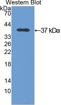 Polyclonal Antibody to Annexin V (ANXA5)