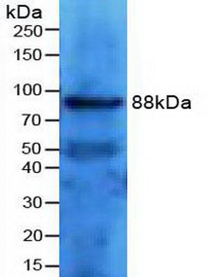 Polyclonal Antibody to Transferrin Receptor 2 (TFR2)