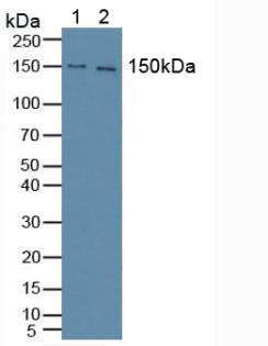 Polyclonal Antibody to Phospholipase C Gamma 1 (PLCg1)