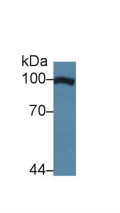 Polyclonal Antibody to Transportin 1 (TNPO1)