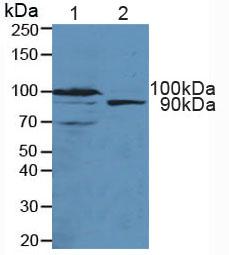 Polyclonal Antibody to Transportin 1 (TNPO1)