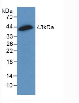 Polyclonal Antibody to Connexin 43 (CX43)