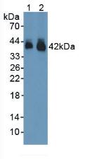 Polyclonal Antibody to Connexin 43 (CX43)