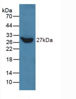 Polyclonal Antibody to Talin 1 (TLN1)