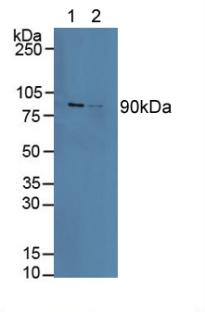 Polyclonal Antibody to Calnexin (CNX)