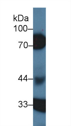 Polyclonal Antibody to Heparin Cofactor II (HCII)