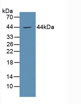 Polyclonal Antibody to Prostaglandin E Receptor 3 (EP3)