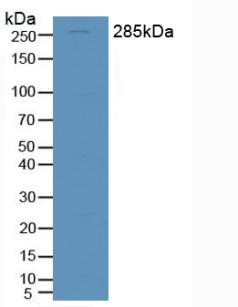 Polyclonal Antibody to Alpha-Fodrin (SPTAN1)