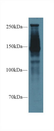 Polyclonal Antibody to Alpha-Fodrin (SPTAN1)