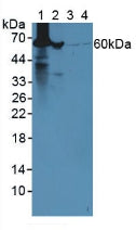 Polyclonal Antibody to Glutamate Dehydrogenase 1 (GLUD1)