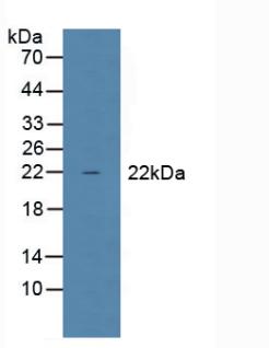 Polyclonal Antibody to Glutathione Peroxidase 1 (GPX1)