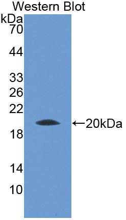 Polyclonal Antibody to Lactoperoxidase (LPO)