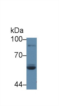 Polyclonal Antibody to Lactoperoxidase (LPO)